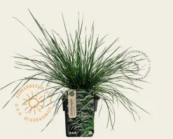 Deschampsia cespitosa 'Palava'