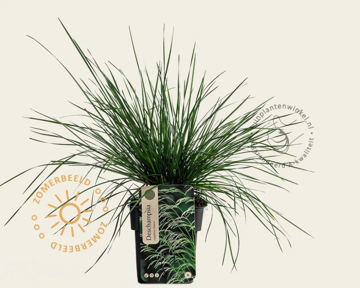Deschampsia cespitosa 'Palava'