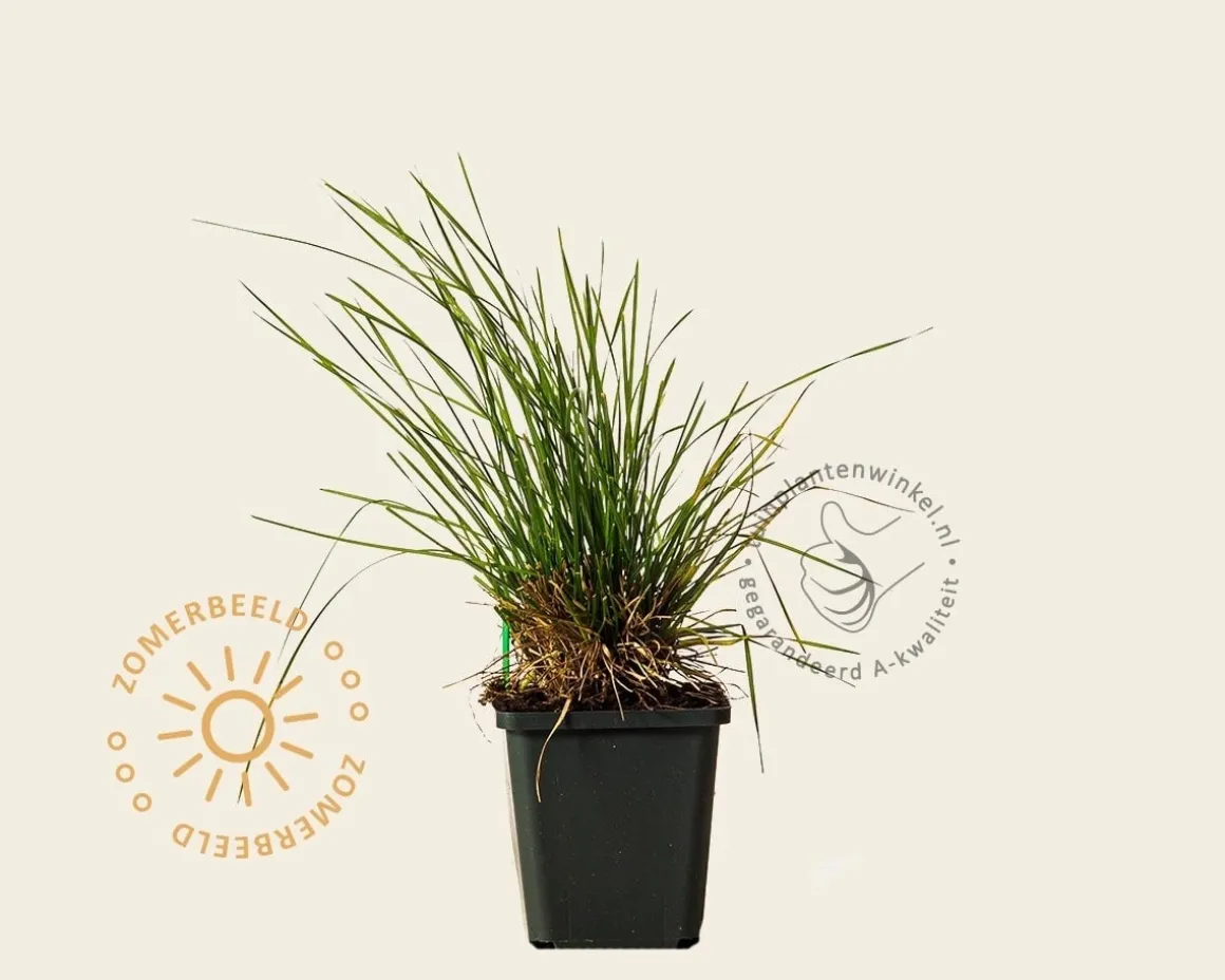 Deschampsia cespitosa 'Palava'