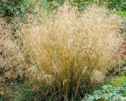 Deschampsia cespitosa 'Palava'