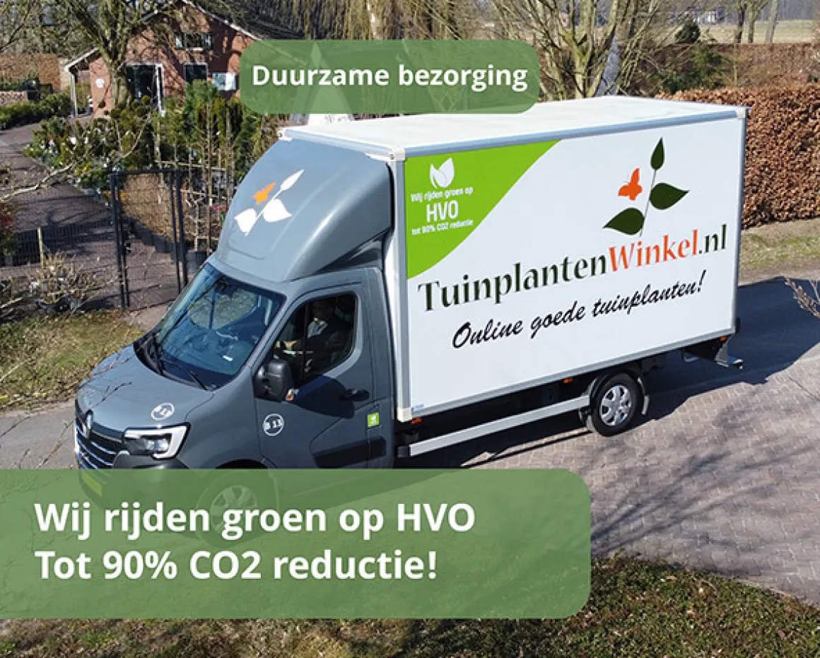 Deschampsia cespitosa 'Palava'