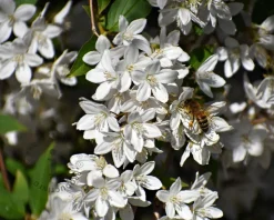 Deutzia gracilis