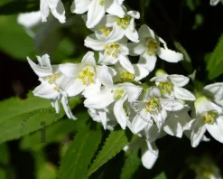Deutzia gracilis 'Nikko'