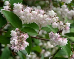 Deutzia scabra 'Plena'