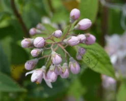 Deutzia x hybrida 'Mont Rose'