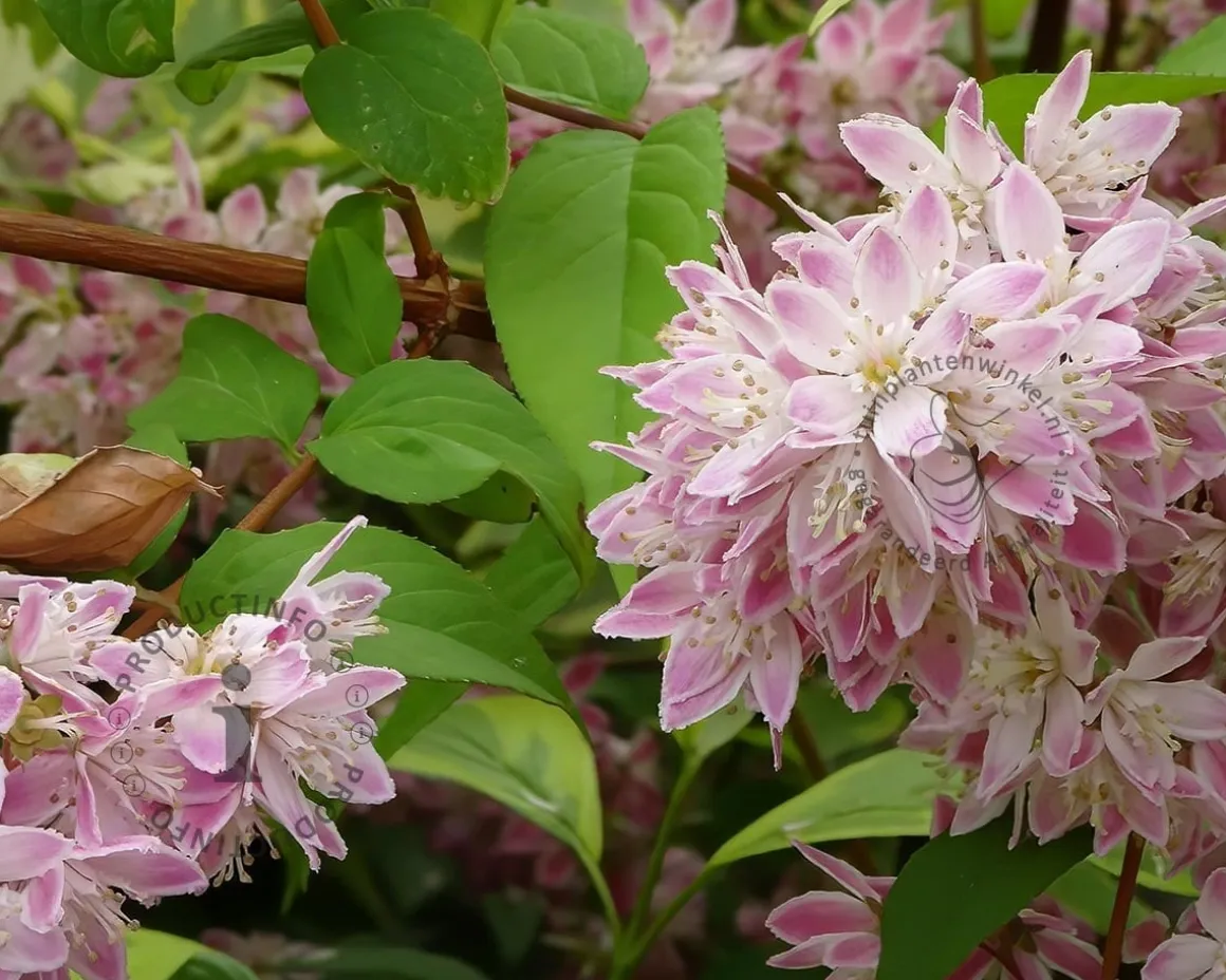 Deutzia x rosea 'Yuki Cherry Blossom'