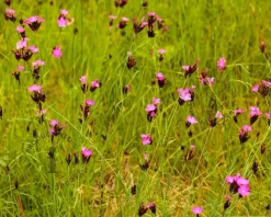 Dianthus carthusianorum