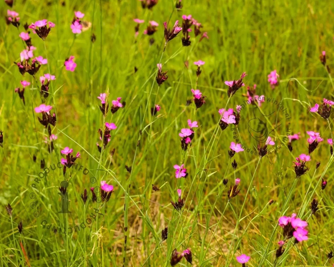 Dianthus carthusianorum