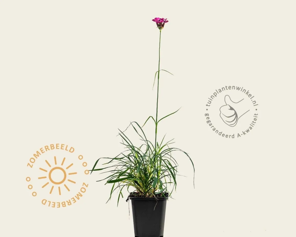 Dianthus carthusianorum