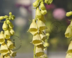 Digitalis lutea