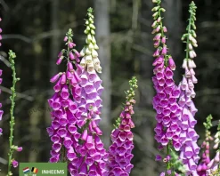 Digitalis purpurea