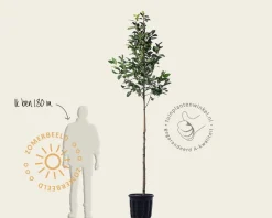 Diospyros kaki 'Nikita's Gift' - hoogstam