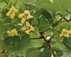 Diospyros kaki 'Nikita's Gift' - hoogstam