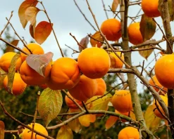 Diospyros kaki 'Nikita's Gift' - hoogstam