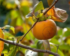 Diospyros kaki 'Rojo Brilliante' - halfstam