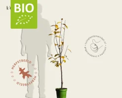 Diospyros kaki 'Rojo Brilliante' - BIO laagstam