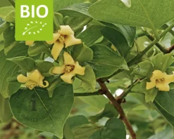 Diospyros kaki 'Rojo Brilliante' - BIO laagstam