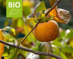 Diospyros kaki 'Rojo Brilliante' - BIO laagstam
