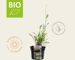 Diplotaxis tenuifolia 'Roma' Puur