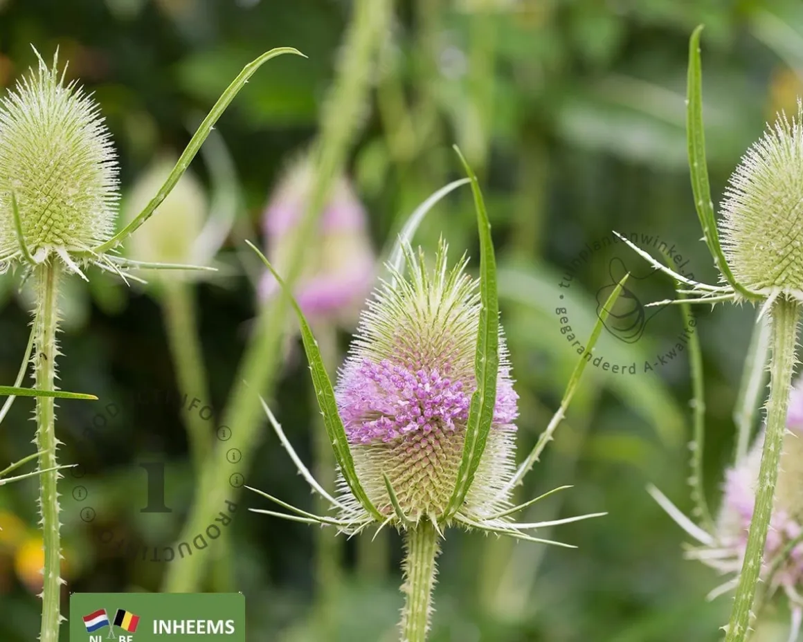 Dipsacus fullonum