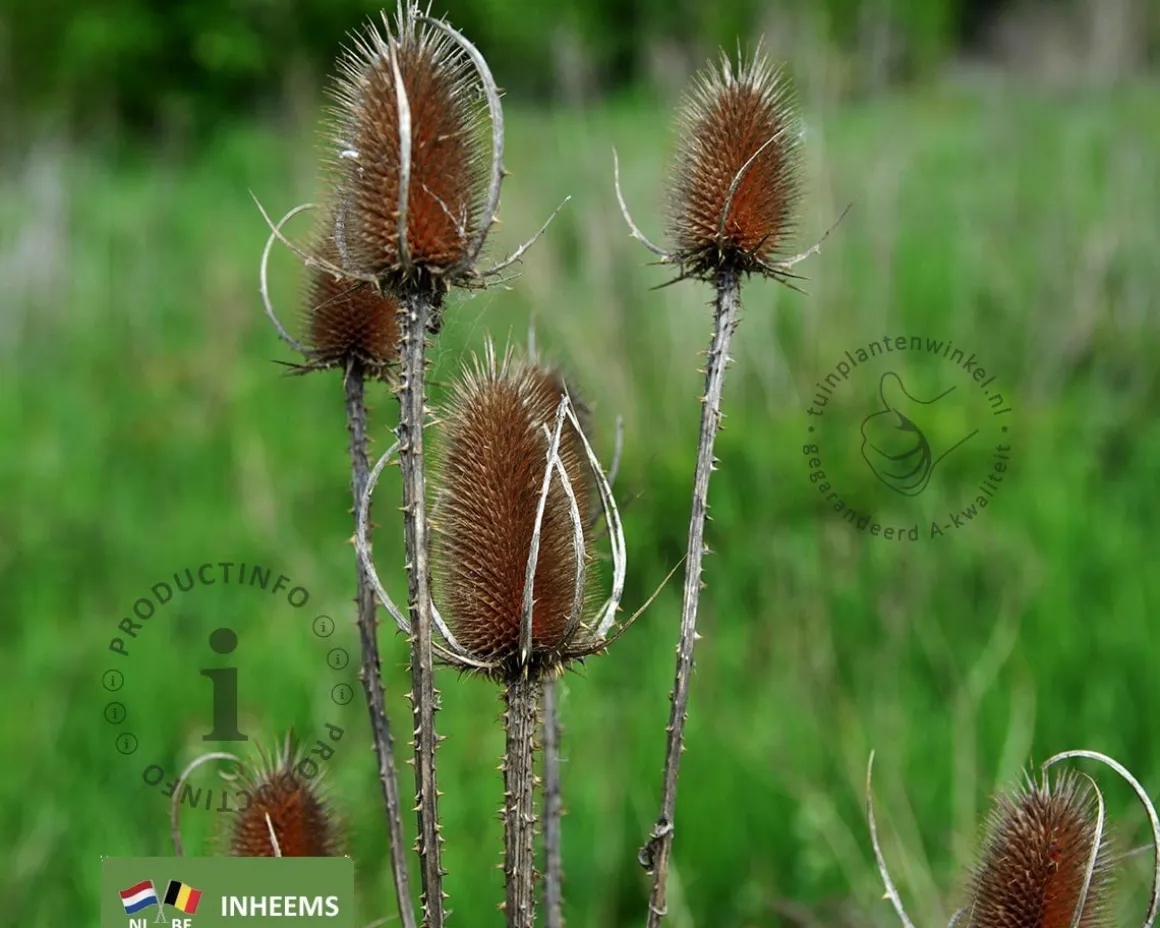 Dipsacus fullonum