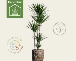 Dracaena marginata