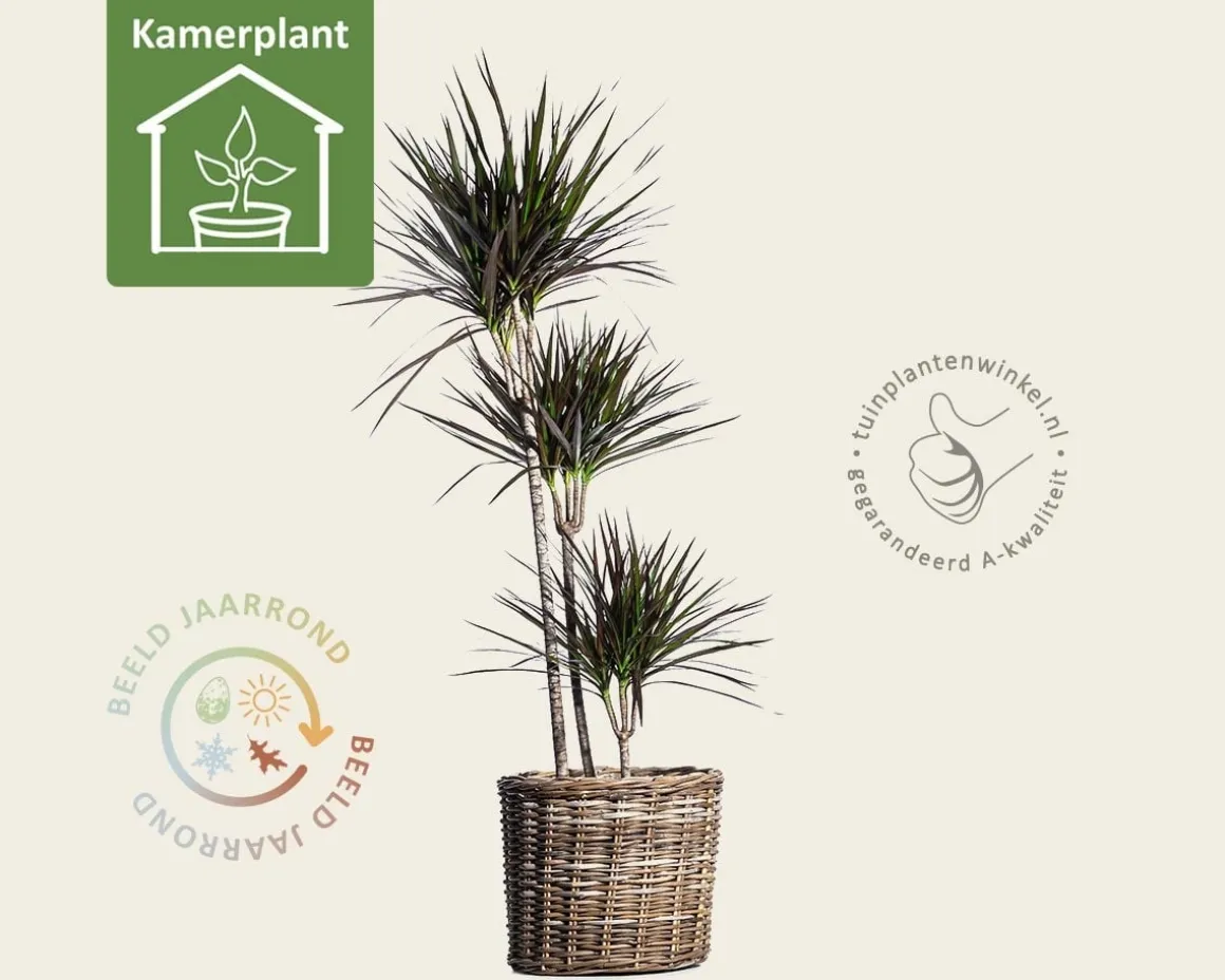 Dracaena marginata 'Magenta'