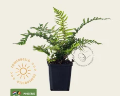 Dryopteris affinis
