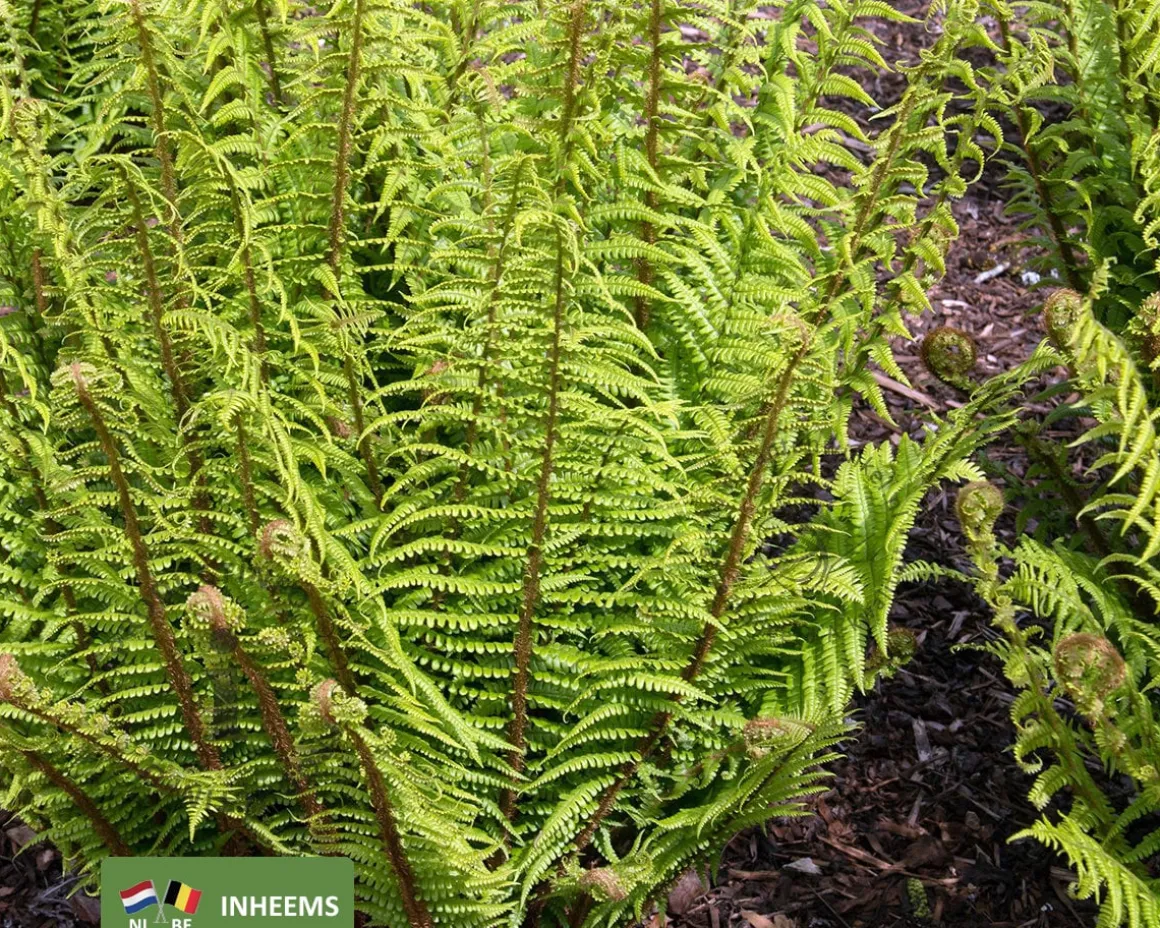 Dryopteris affinis