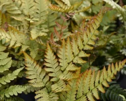 Dryopteris erythrosora 'Prolifica'