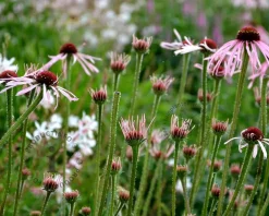 Echinacea pallida