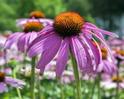 Echinacea purpurea