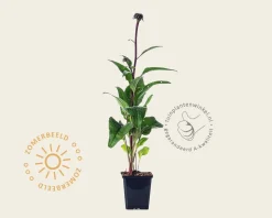 Echinacea purpurea 'Fatal Attraction'
