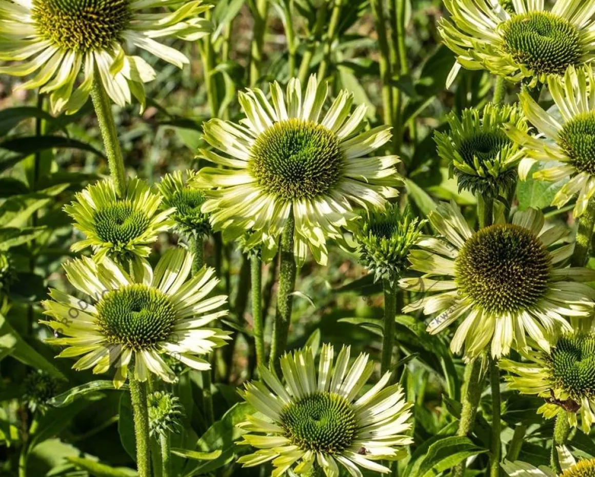 Echinacea purpurea 'Green Jewel'