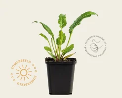 Echinacea purpurea 'Tomato Soup'