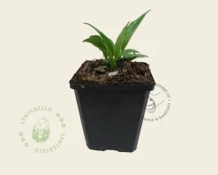 Echinacea purpurea 'White Swan'