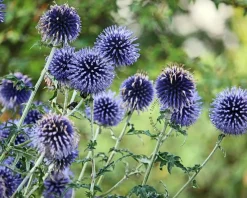 Echinops bannaticus 'Taplow Blue'