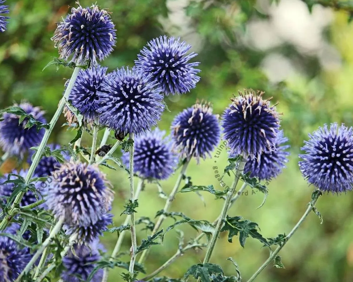 Echinops bannaticus 'Taplow Blue'