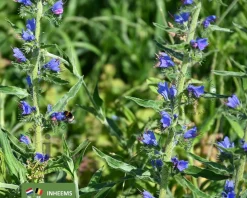 Echium vulgare