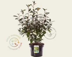Elaeagnus ebbingei
