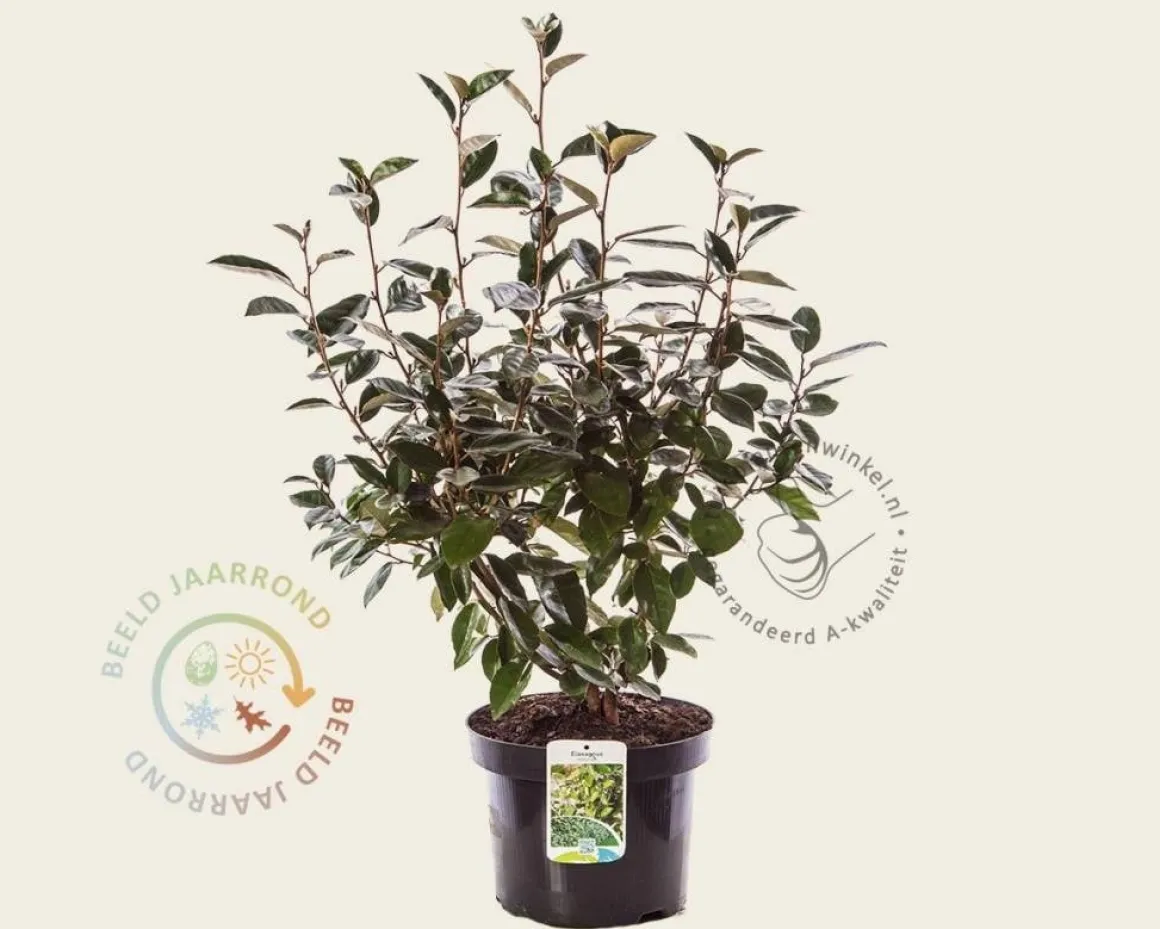 Elaeagnus ebbingei