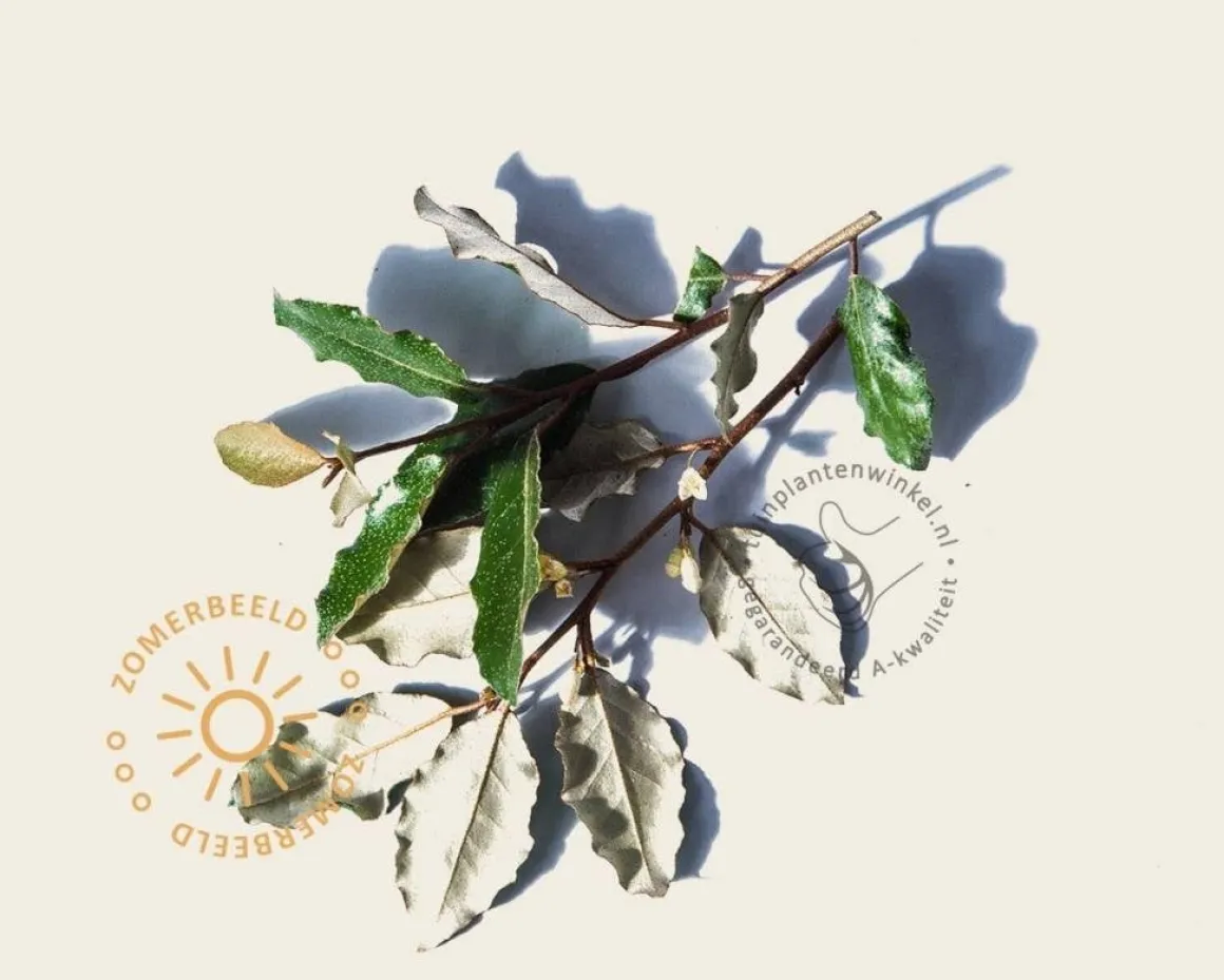 Elaeagnus ebbingei