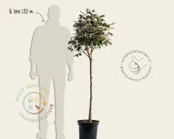 Elaeagnus ebbingei - bolvorm op stam