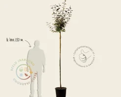 Elaeagnus ebbingei - bolvorm op stam
