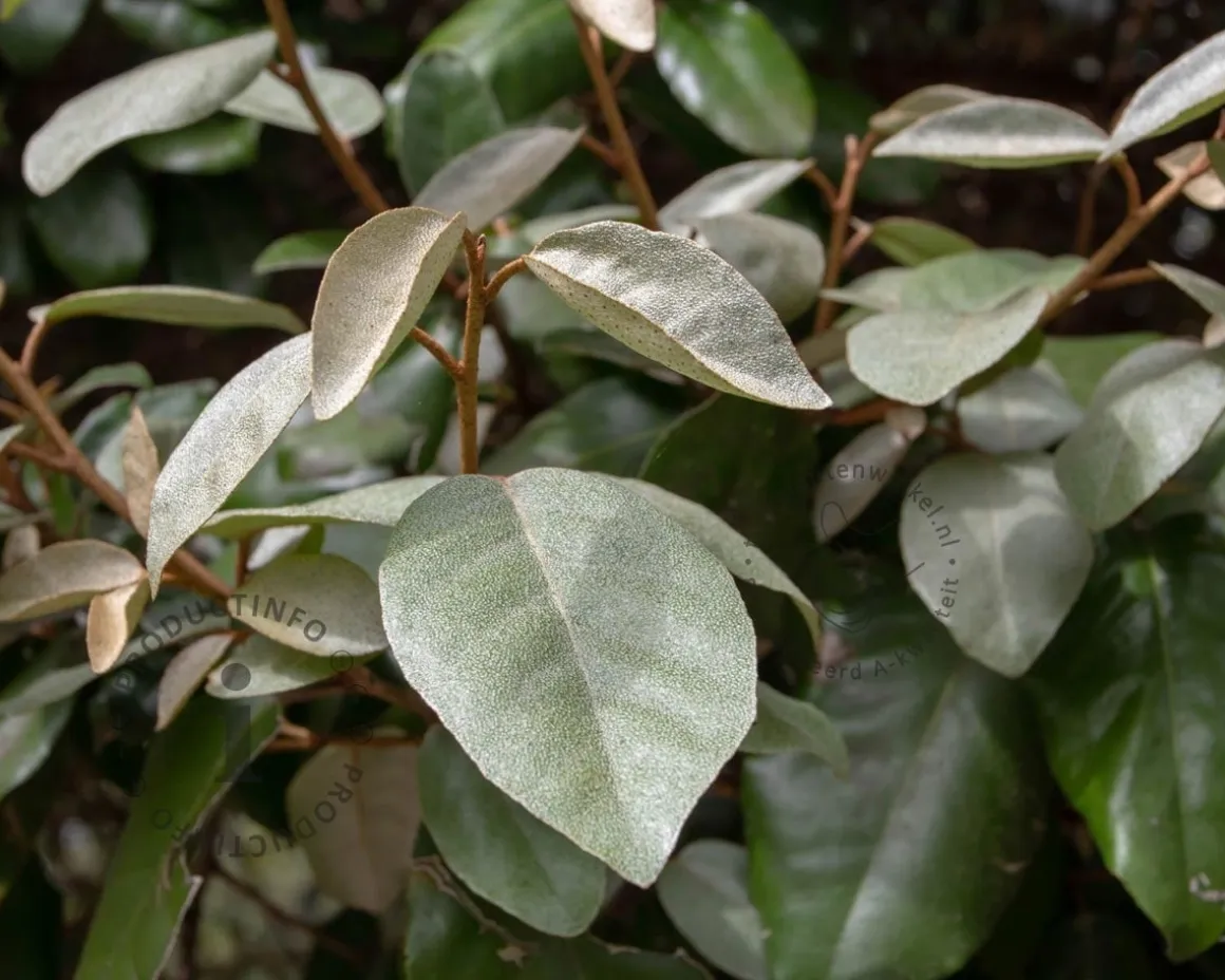 Elaeagnus ebbingei 'Compacta' - XL