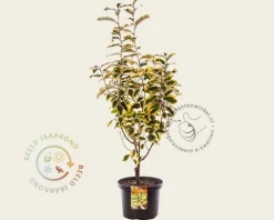 Elaeagnus ebbingei 'Gilt Edge'