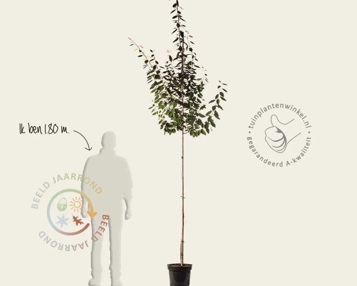 Elaeagnus ebbingei - hoogstam