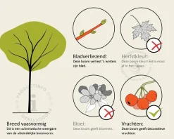 Elaeagnus ebbingei - hoogstam