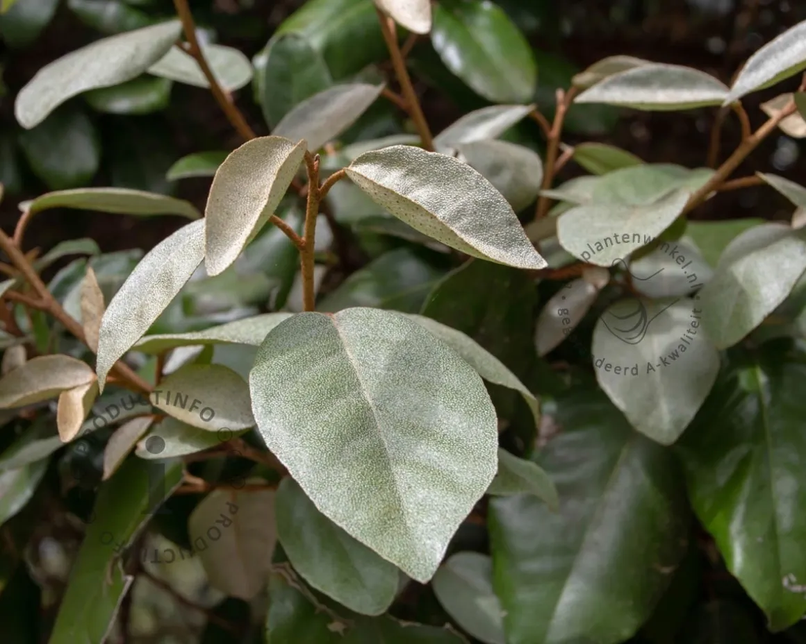 Elaeagnus ebbingei - hoogstam