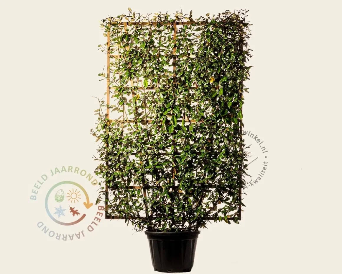 Elaeagnus ebbingei - in rek